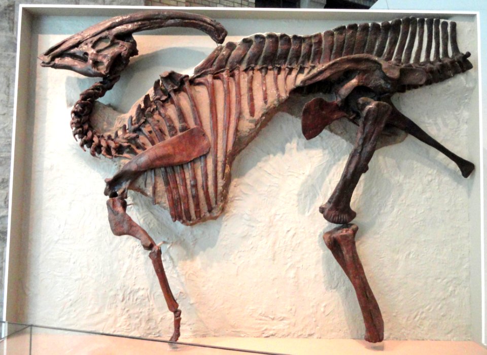 Parasaurolophus walkeri, Dinosaur Provincial Park, Alberta, Canada, Late Cretaceous - Royal Ontario Museum - DSC00029