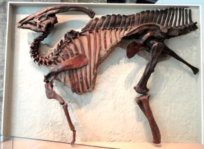Parasaurolophus walkeri, Dinosaur Provincial Park, Alberta, Canada, Late Cretaceous - Royal Ontario Museum - DSC00029