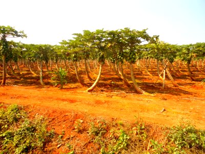 Papaya plantation near Fushan town, Hainan, China - 01