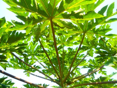 Papaya plantation near Fushan town, Hainan, China - 07