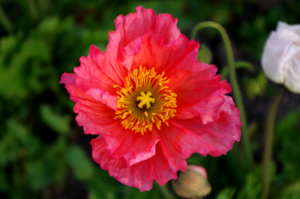 Papaver nudicaule rose
