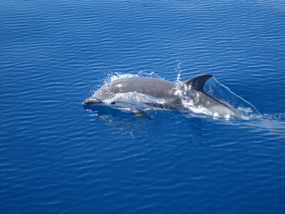 Dolphin sea water