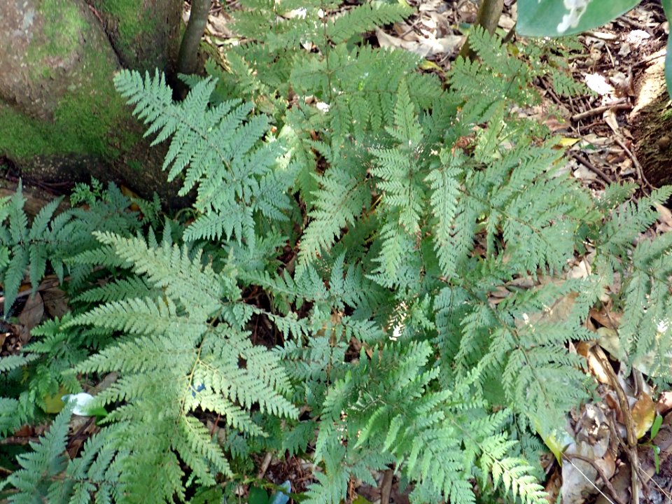 Parapolystichum microsorum ssp. pentangulare