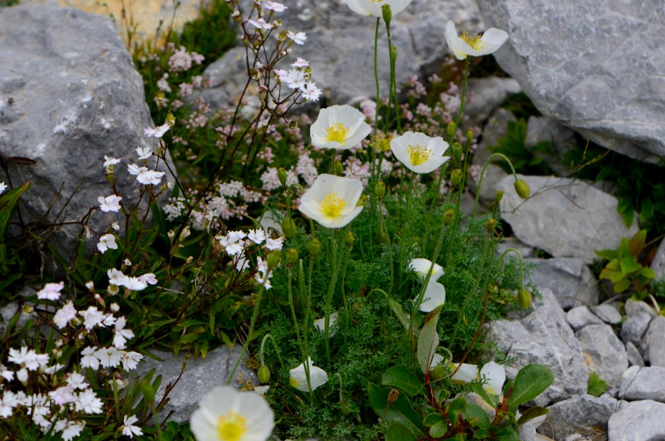 Papaver alpinum 01