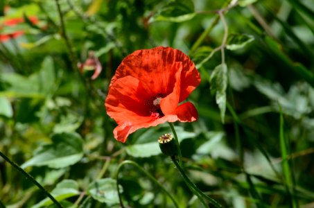 Papaver sp (4)