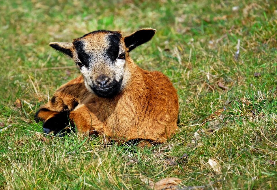 Lying pasture creature