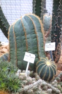 Parodia magnifica - Botanischer Garten, Dresden, Germany - DSC08826