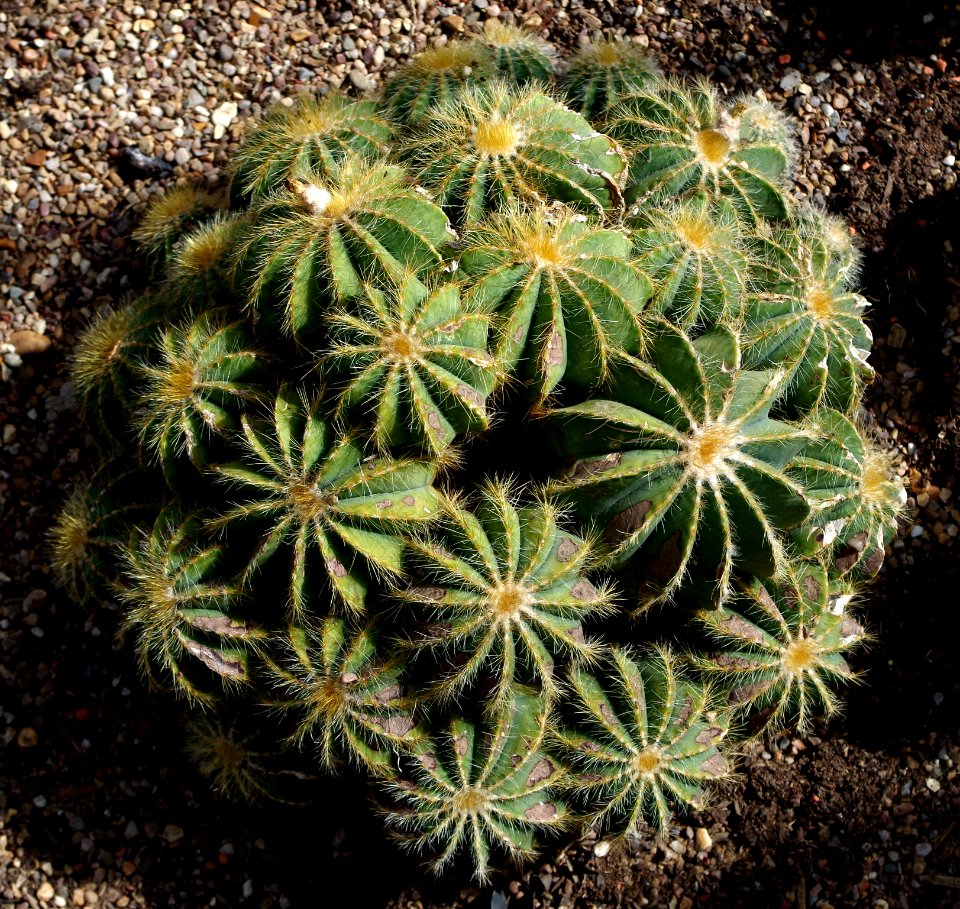 Parodia magnifica - Kew Gardens