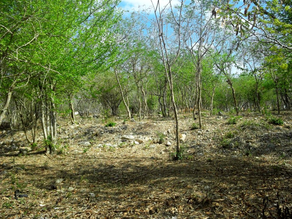 Parque Arqueológico Anikabil, Mérida, Yucatán (04)