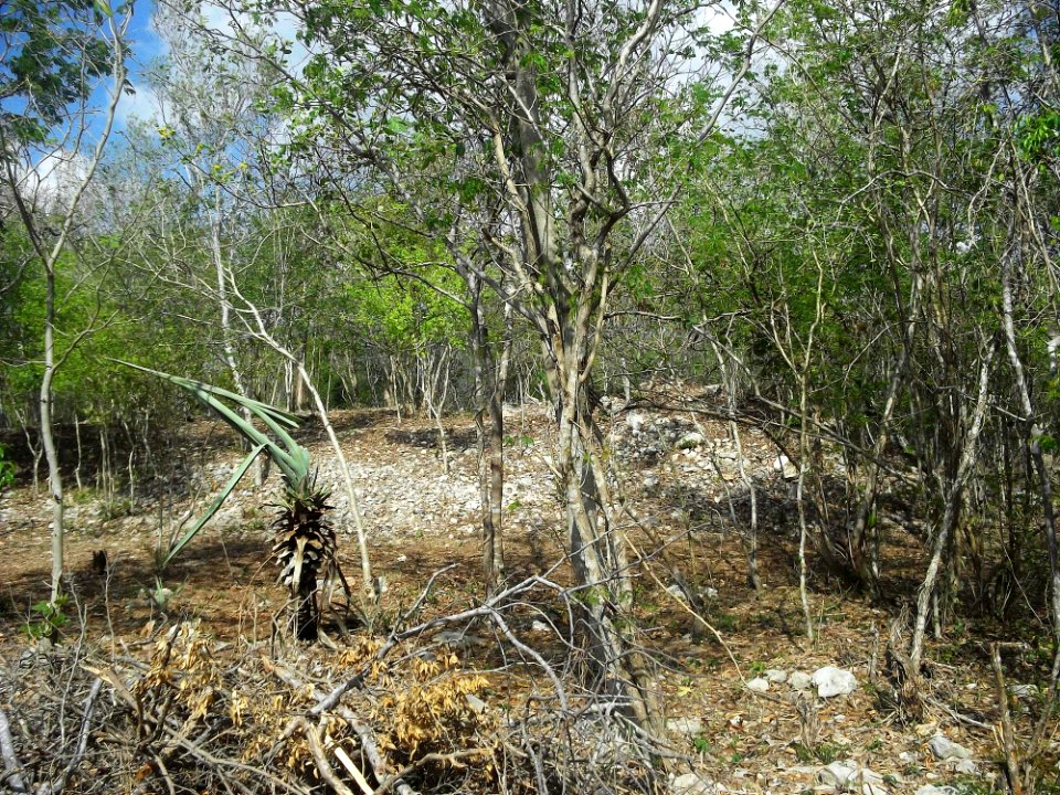 Parque Arqueológico Anikabil, Mérida, Yucatán (06)