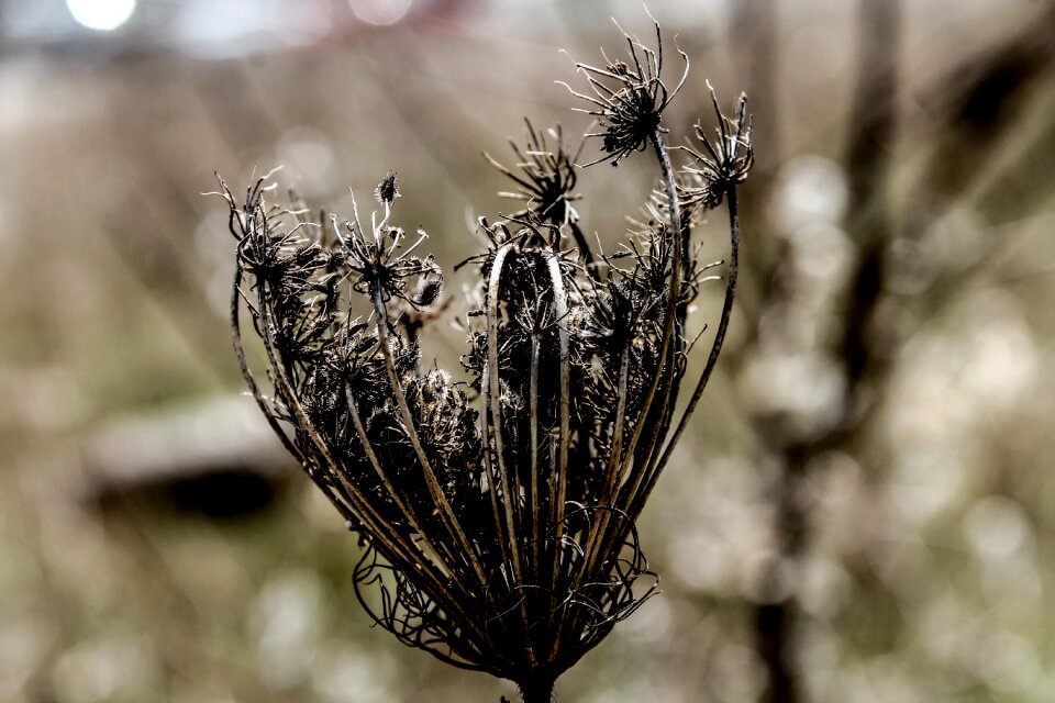 Nature spring flower