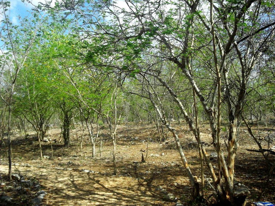 Parque Arqueológico Anikabil, Mérida, Yucatán (08)