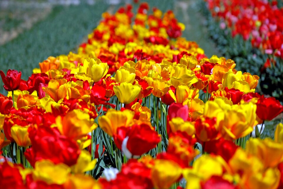 Flowers tulip field spring