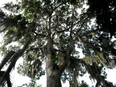 Parque Gallineral Ceiba