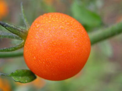 Agriculture morgentau dewdrop