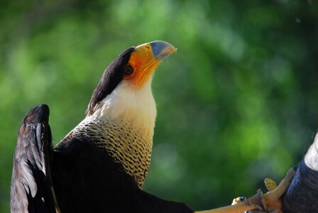 Feathers peak bird