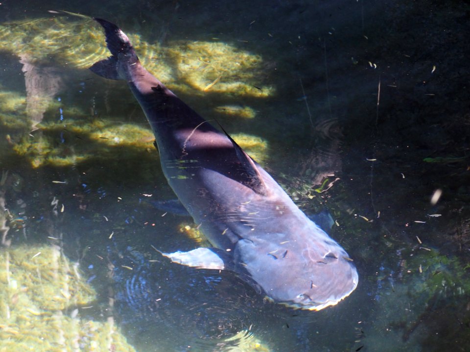 Paroon shark catfish