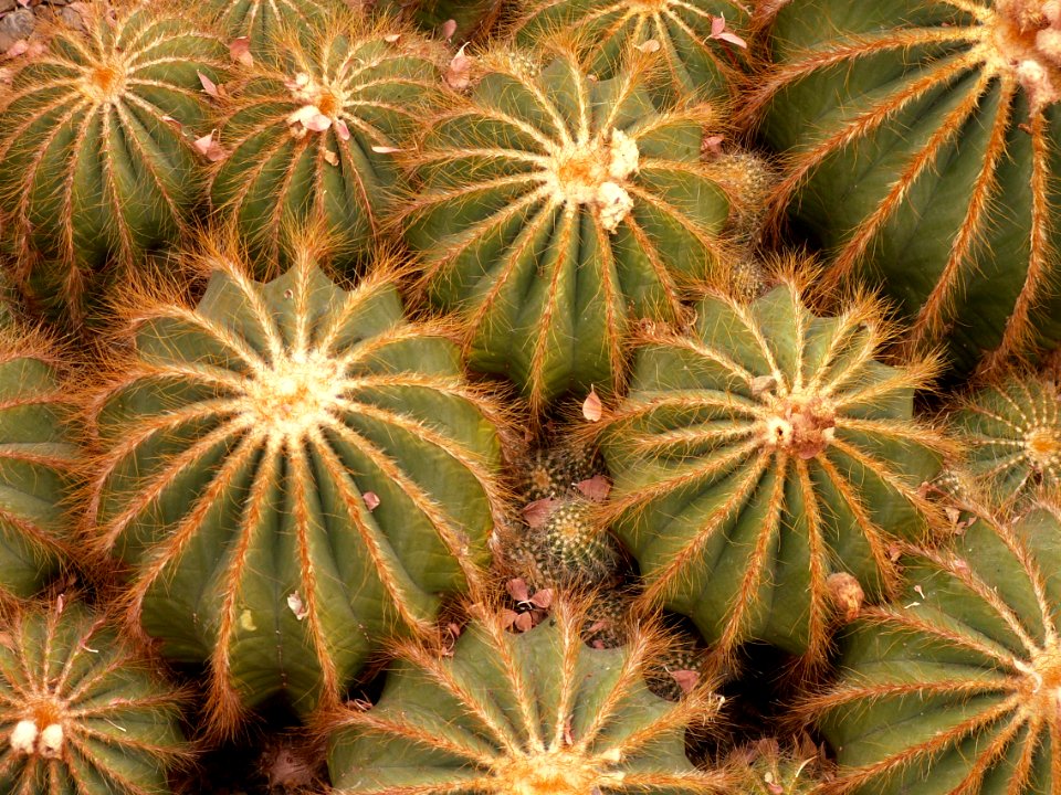 Parodia magnifica, 2015-03-13, Phipps Conservatory, 01