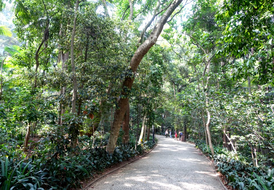 Parque Trianon - São Paulo, Brazil - DSC07131