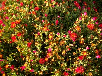 Parterre de fleurs Darss