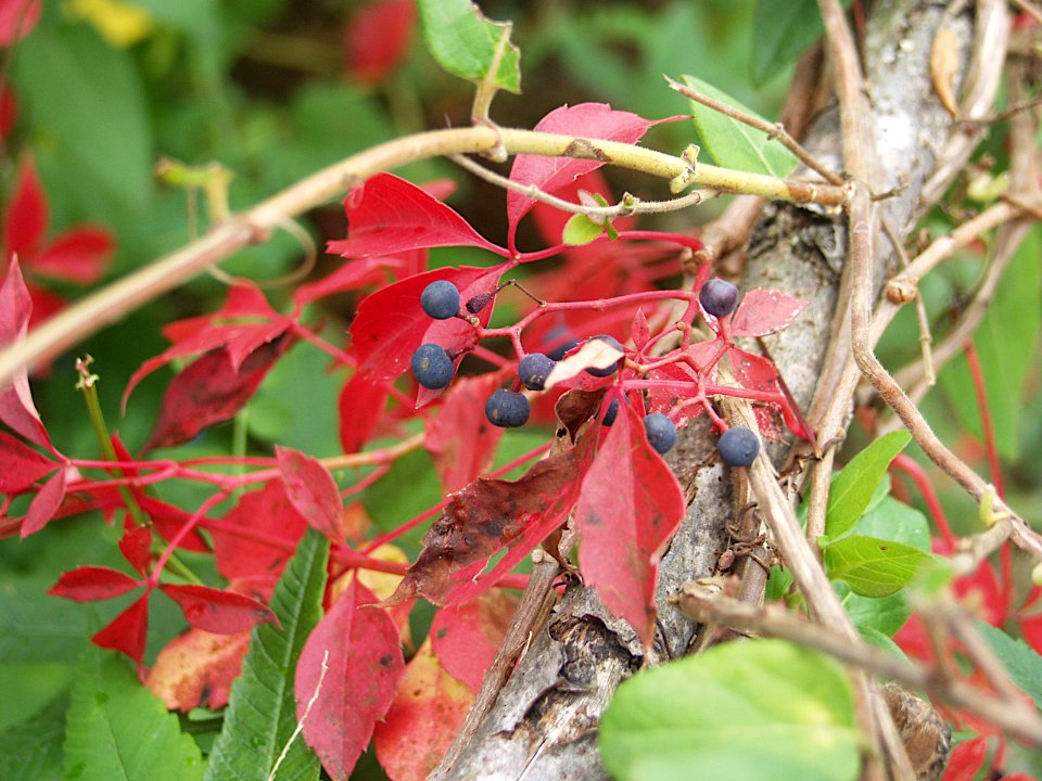 Parthenocissus quinquefolia, 2019-10-26, South Side Slopes, 03