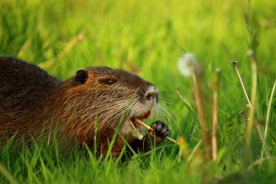 Water rat nager wild animal
