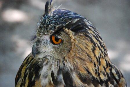 Feathers animal bird