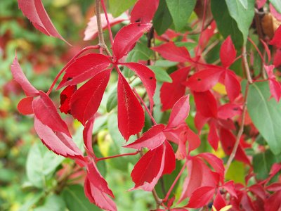 Parthenocissus quinquefolia, 2019-10-26, South Side Slopes, 02