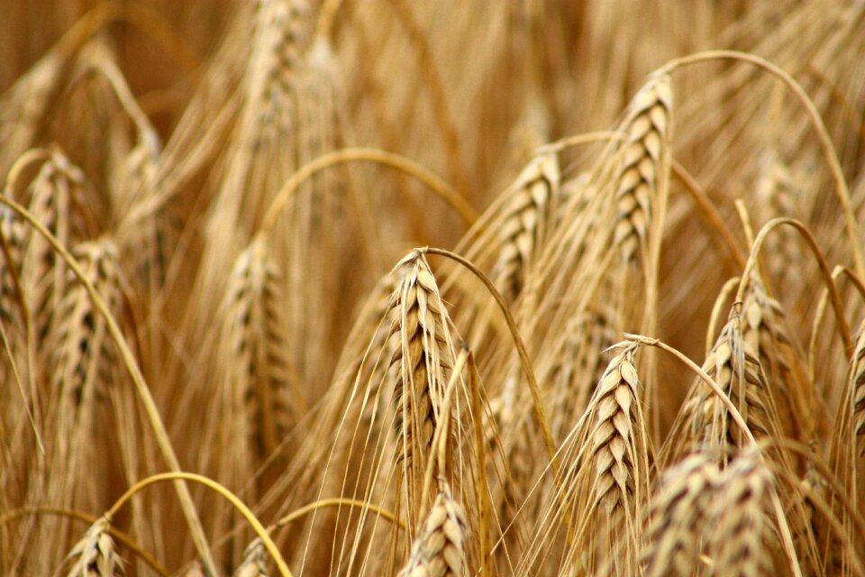 Wheat field wheat cereals