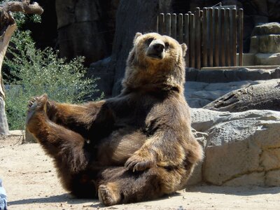 Sitting brown bear zoo