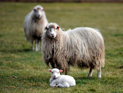 Wool meadow nature