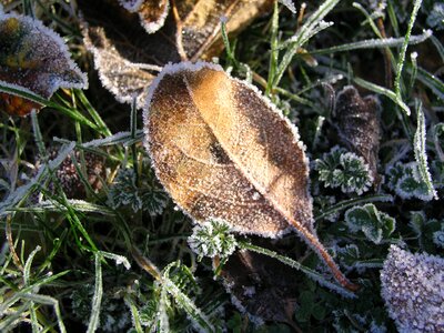 Nature winter frost photo