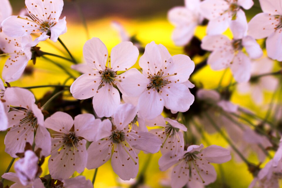 Spring blossom japanese
