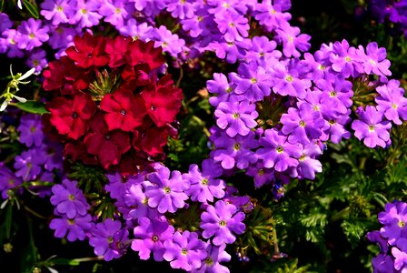 Summer plant nature