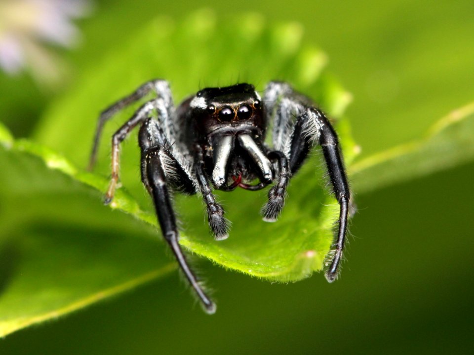 Paraphidippus aurantius male 01