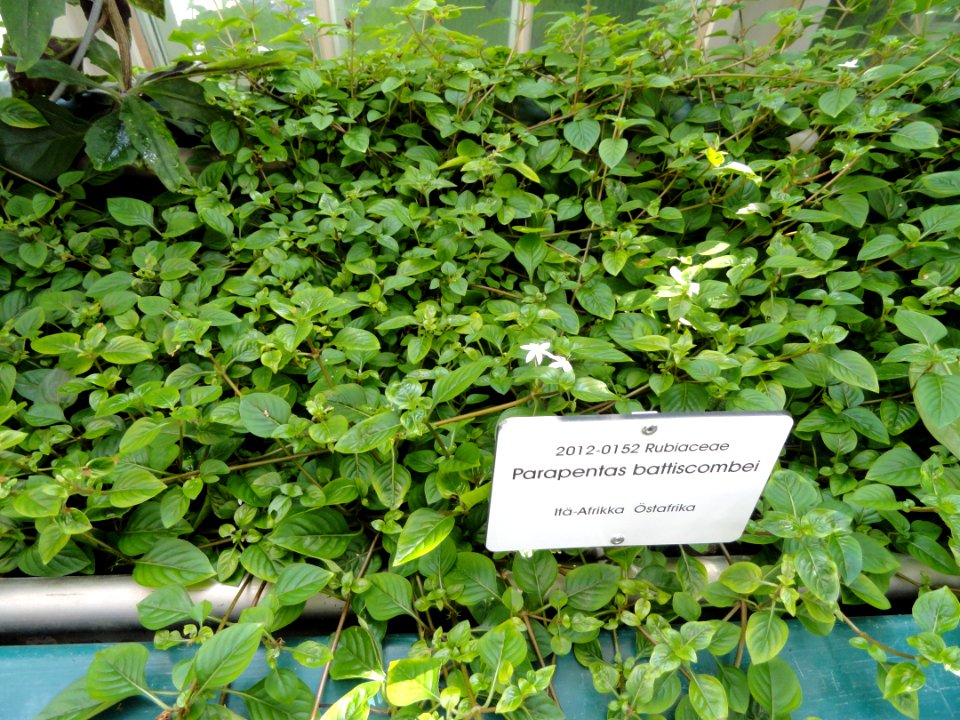 Parapentas battiscombei - Botanical Garden in Kaisaniemi, Helsinki - DSC03649