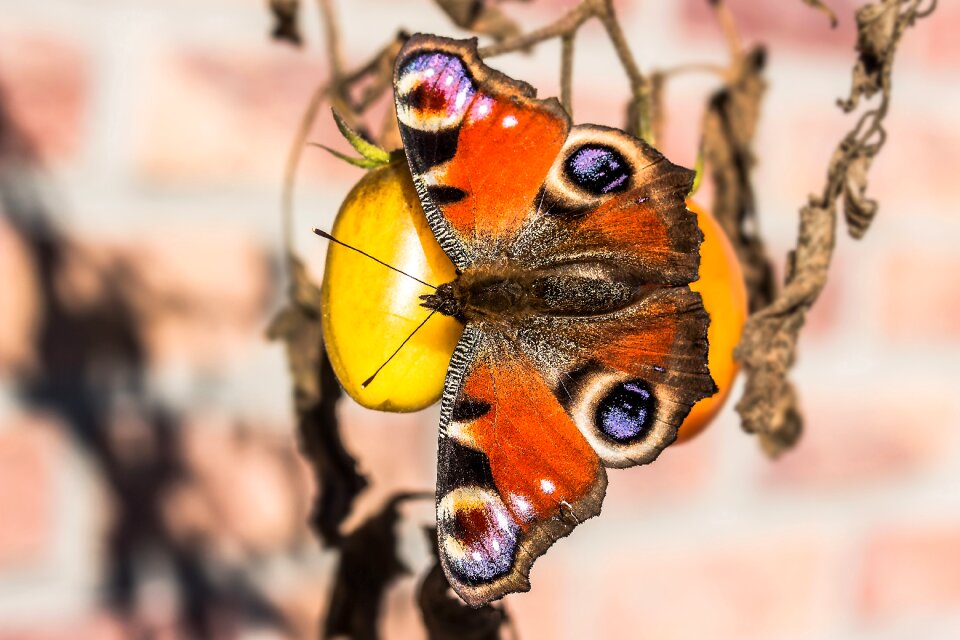 Insect close up colorful