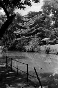 Parkachtig landschap met rivier en hoge bomen Vrachtwagens staan geparkeerd lan, Bestanddeelnr 6524