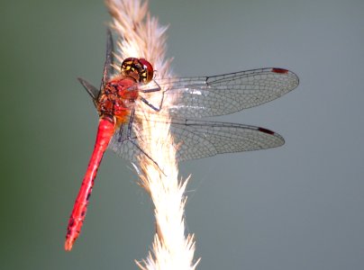 Parc du Marquenterre, Trithemis annulata, Red Dragonfly, pic-013 photo