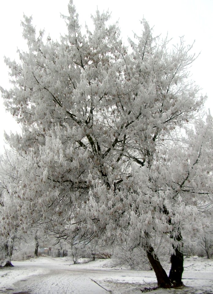 Park Wzgórze Wolności zima 2006m