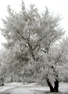 Park Wzgórze Wolności zima 2006m