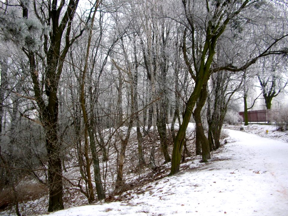 Park Wzgórze Wolności zima 2006c