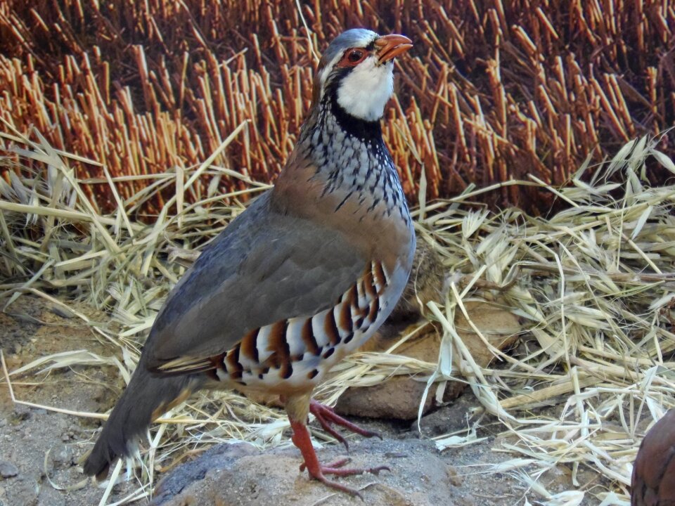 Bird wild nature