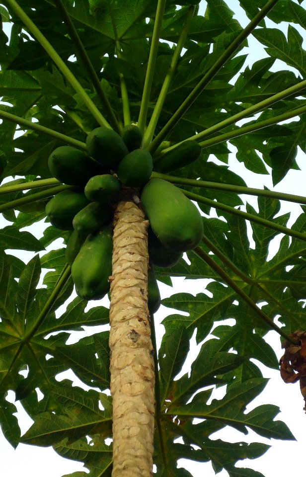 Papaya crown with fruit