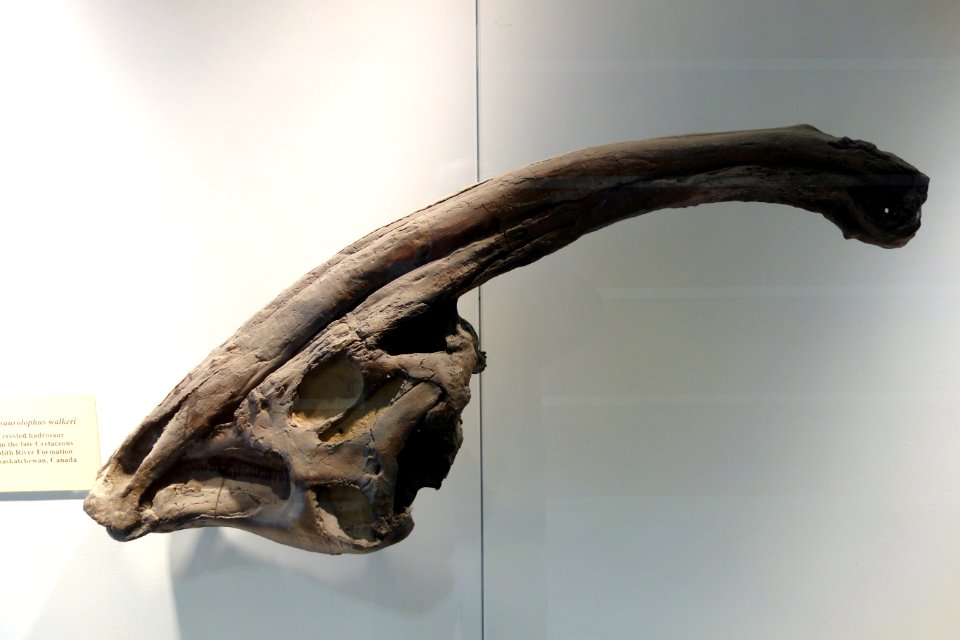 Parasaurolophus walkeri - University of California Museum of Paleontology - Berkeley, CA - DSC04691