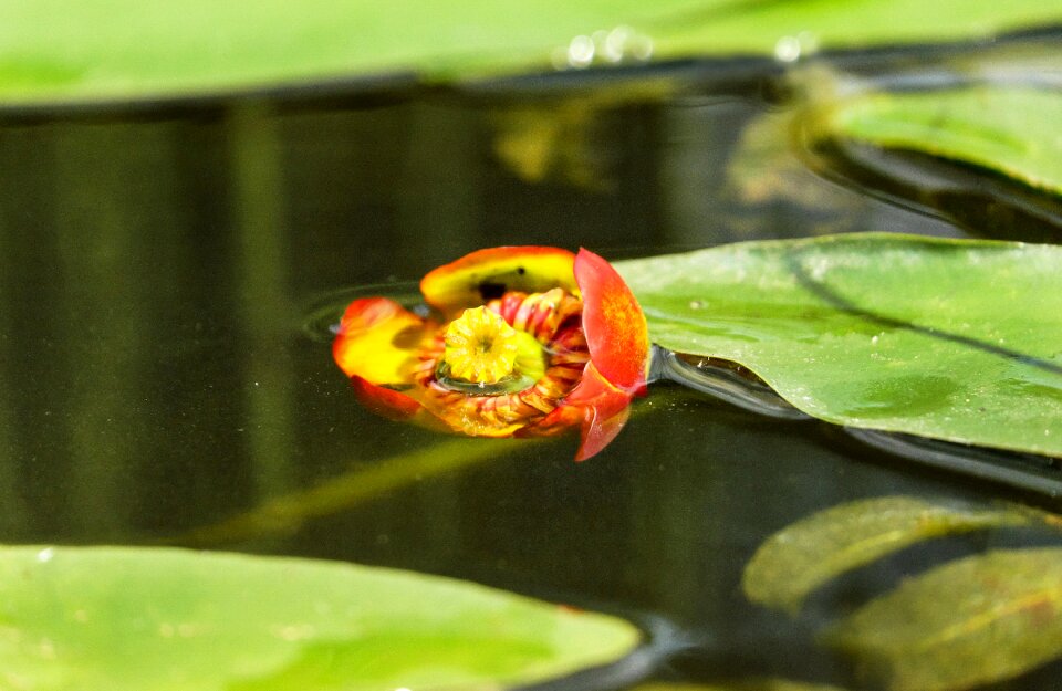 Nuphar japonica bloom pond