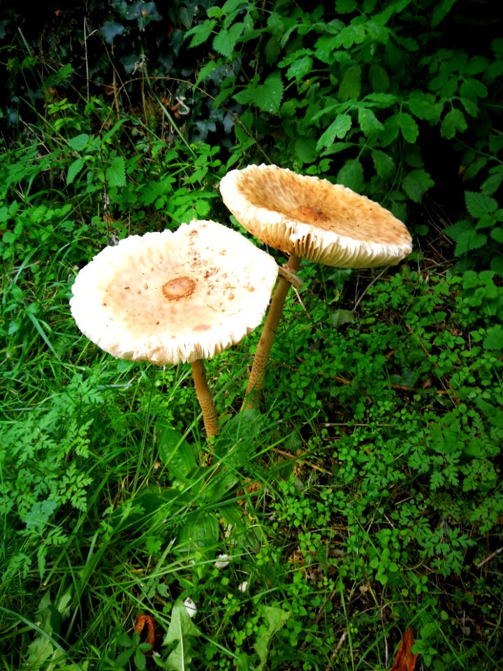 Parasol Les Preses 20201013 002