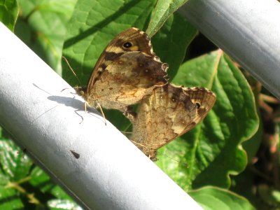 Pararge aegeria (Speckled Wood) mating, Arnhem, the Netherlands