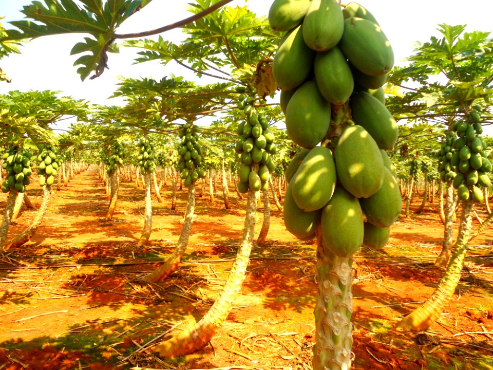 Papaya plantation near Fushan town, Hainan, China - 02