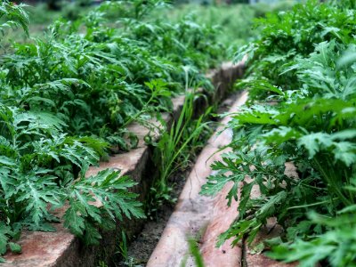 Parthenium hysterophorus 3